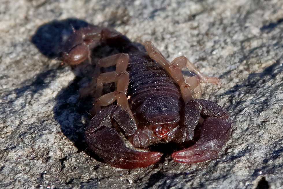 Euscorpiinae sp. da Susa in Piemonte